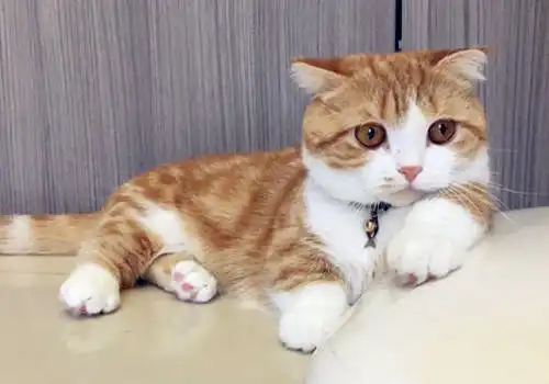 猫微量元素怎么补,吃什么