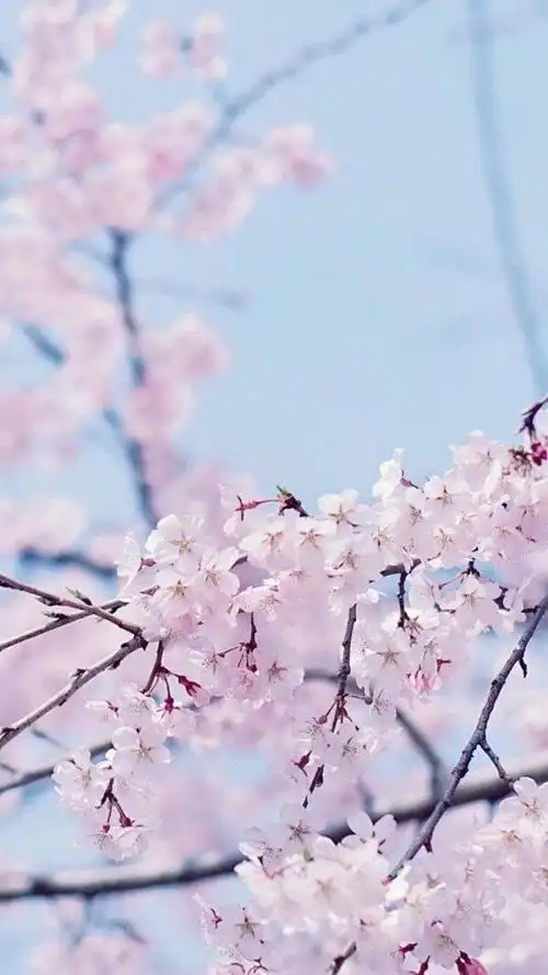 今年花似去年好,去年人到今年老