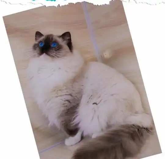 重点脸的猫都和布偶猫有关系吗了解它们各自特征,理清关系