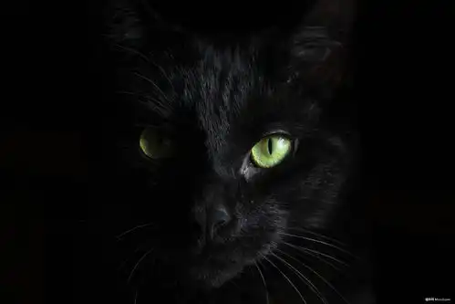 猫脸眼大胆暗绿色动物摄影图片图片壁纸动物摄影图片图片壁纸