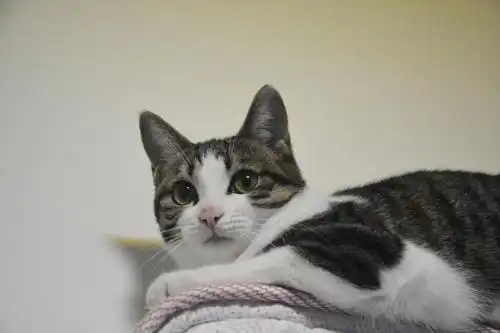中华田园猫,你能想出来的有多少种我们口中的小土猫颜值很高的