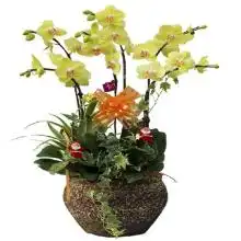 杨浦区植物租凭现货供应,植物销售厂家电话多少