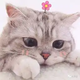 萌系头像q版动物猫咪