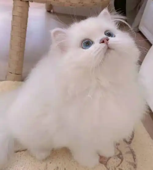 金渐层重点金点和银渐层重点银点的区别