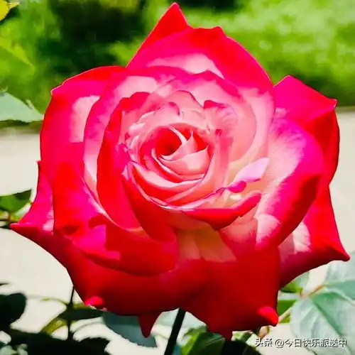 分享图片落叶之秋,邀您共赏,五彩斑斓,姿态万千的月季花