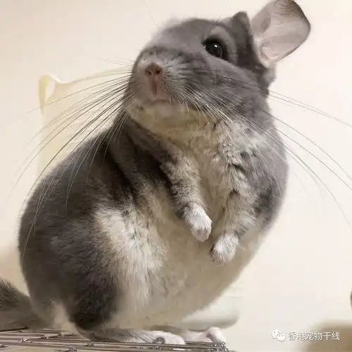 龙猫发抖的原因是什么