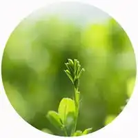 一棵小草头像图片一颗绿色小草头像图