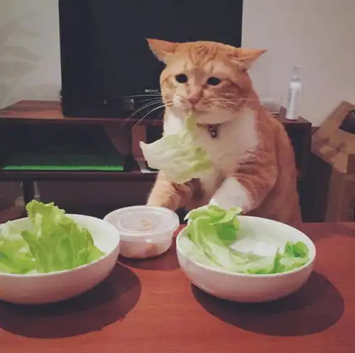 闺蜜头像猫咪系四人猫饼