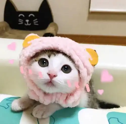 每日头像很想挽手渡余年