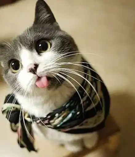 可爱猫猫闺蜜头像两人