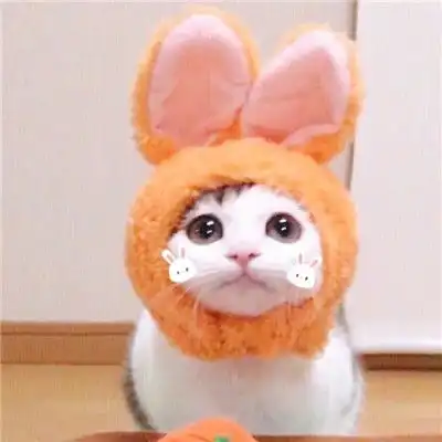 超萌猫咪情头一对两张做你的喵星人