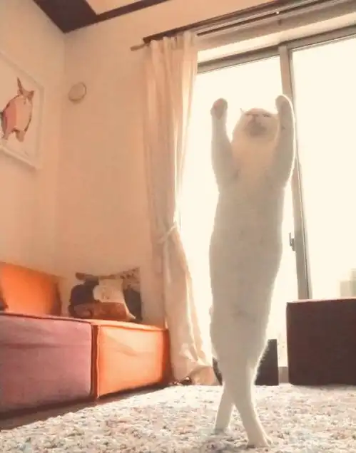 日本优雅白猫根本芭蕾巨星转世,一舞点赞上万人