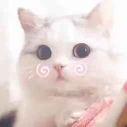 小奶猫.