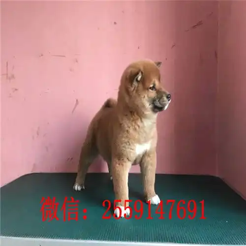 东莞哪里卖纯种柴犬东莞日系柴犬怎么卖的东莞黑色柴犬多少钱