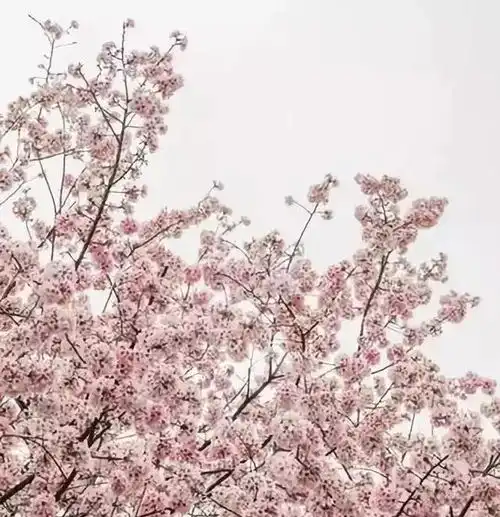 停课不停学,经典诗词背起来