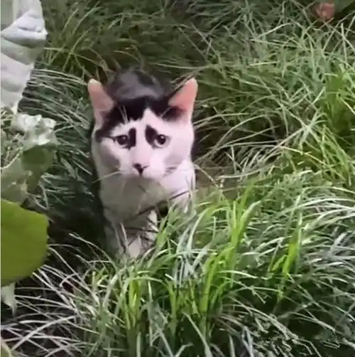 女子发现自己被猫咪盯上了,觉得还挺荣幸的,看清长相后打扰了