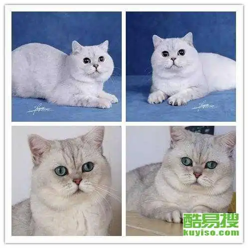 广州酷易搜