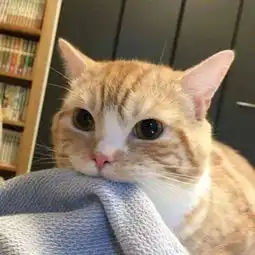 奶狗男生丧系头像动漫超