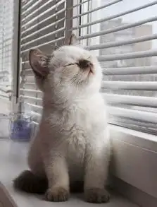 我们都是猫猫控