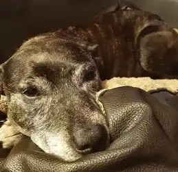 主人出差狗狗就抑郁绝食,家人不得已想出这样的方案