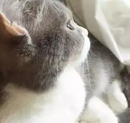 猫咪用深邃的目光注视着窗外,被这胖嘟嘟的侧颜给撩了,美呆了