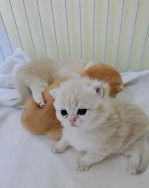 英短金渐层和蓝金渐层找家长啦