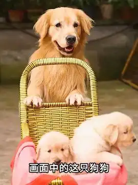 善良的猫咪救了狗狗萌宠出道计划治愈系治愈世界治愈你抖音萌宠狗狗故事