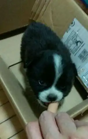 路边偶遇只流浪狗,女孩买个奶茶的功夫就不见了,险些被狗贩带走