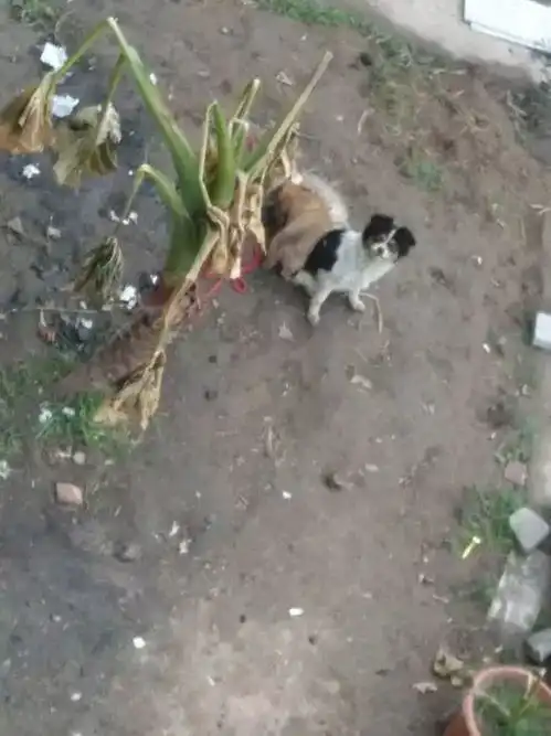 女孩抱回家两只流浪小奶狗,不料第二天狗爸狗妈就堵家门口,尴尬了