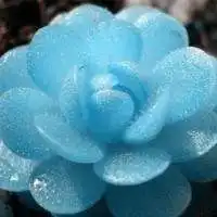 微信头像植物多肉图片微信头像图片大全