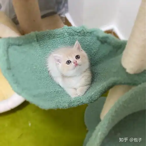 金渐层为什么比银渐层贵