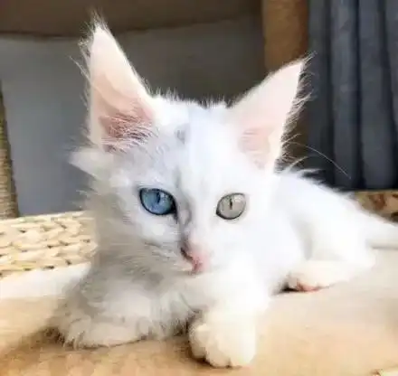 女子在垃圾桶捡到一只猫,给猫洗澡后被惊艳是一只异瞳猫