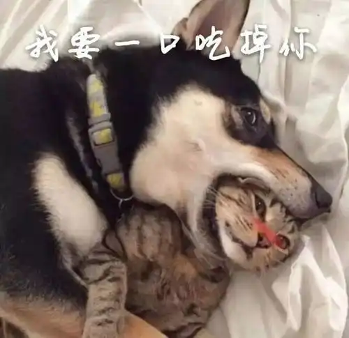 病娇头像男生猫系蒋劲夫