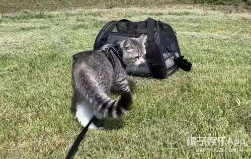 6亿播放量世界上观看次数最多的猫长啥样