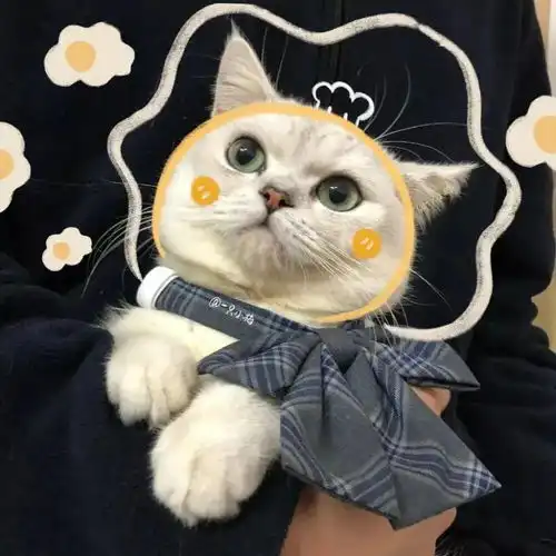 搞怪头像可可爱爱