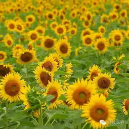 追寻阳光拥抱向日葵