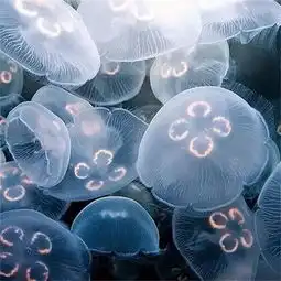 媲美大熊猫湖州现水中国宝,还是世界级濒危物种