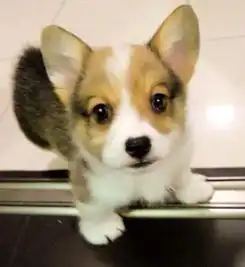 毕业后养了只小柯基,两年时间的陪伴,让女孩更加的成熟稳重了