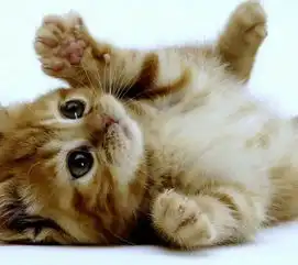 求几张好看的熊,还有猫图片,做头像用,多谢了