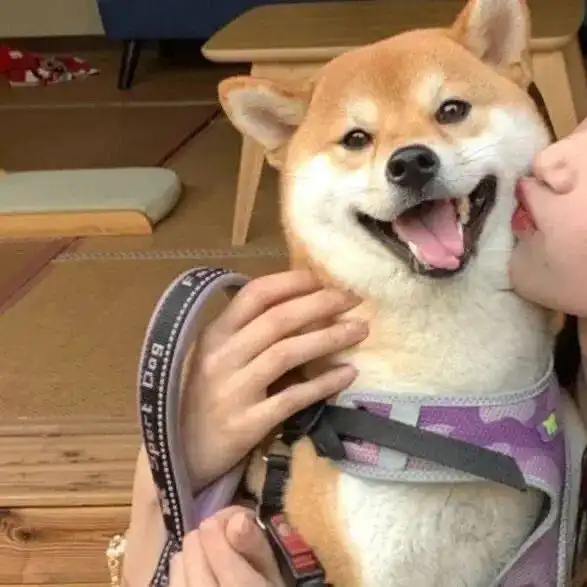 超nice的情侣头像