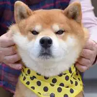 搞笑小狗表情包微信头像图片大全