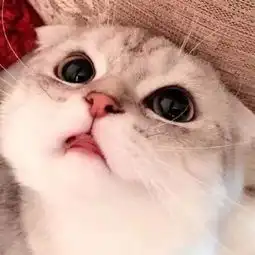 养猫人的5个特征你是藏不住的,一看就知道家里有猫