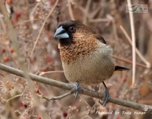 守护食物基地的白腰文鸟