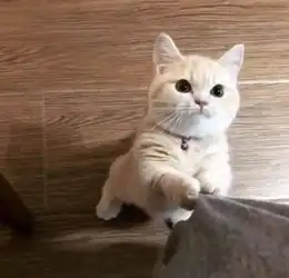 人类把猫当宠物也有几千年了,可是我们对猫的行为还是一知半解