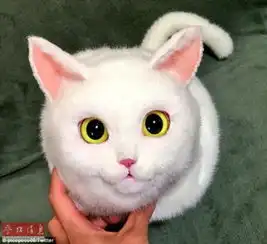 猫咪手袋风靡日本形象逼真价格超真猫