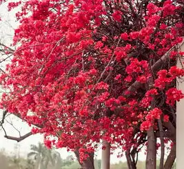 厦门南湖公园3月份盛开的红花叫什么附图片