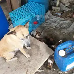 奶狗系女生头像可爱被装