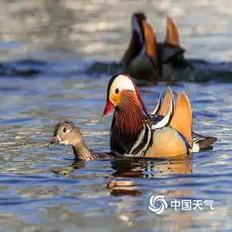 北京玉渊潭公园鸳鸯戏水迎春来