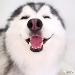 你家拆家犯二的是二哈,别人家的才是哈士奇