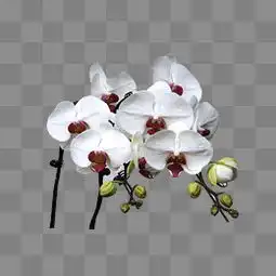 粉红蝴蝶兰微信头像